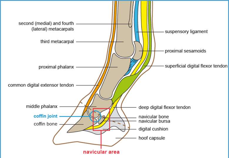 digital flexor tendons