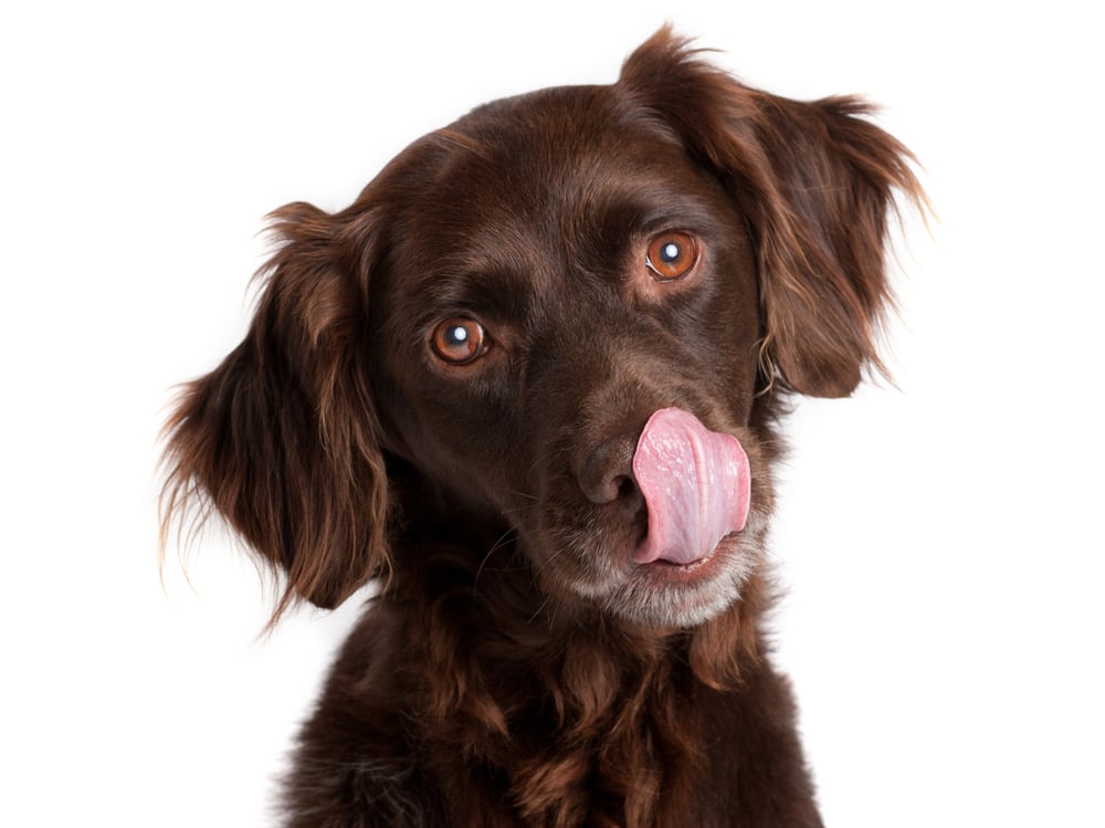 fish oil dosage calculator for dogs
