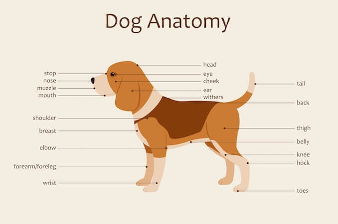 dog anatomy