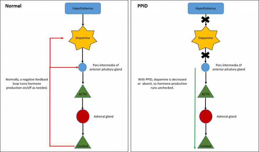 PPID pathways