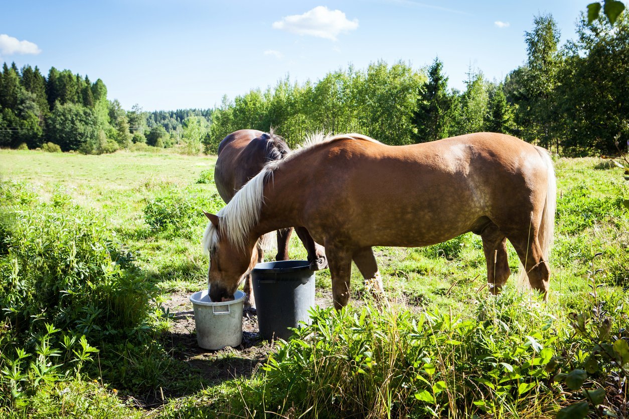 PSSM in horses diet