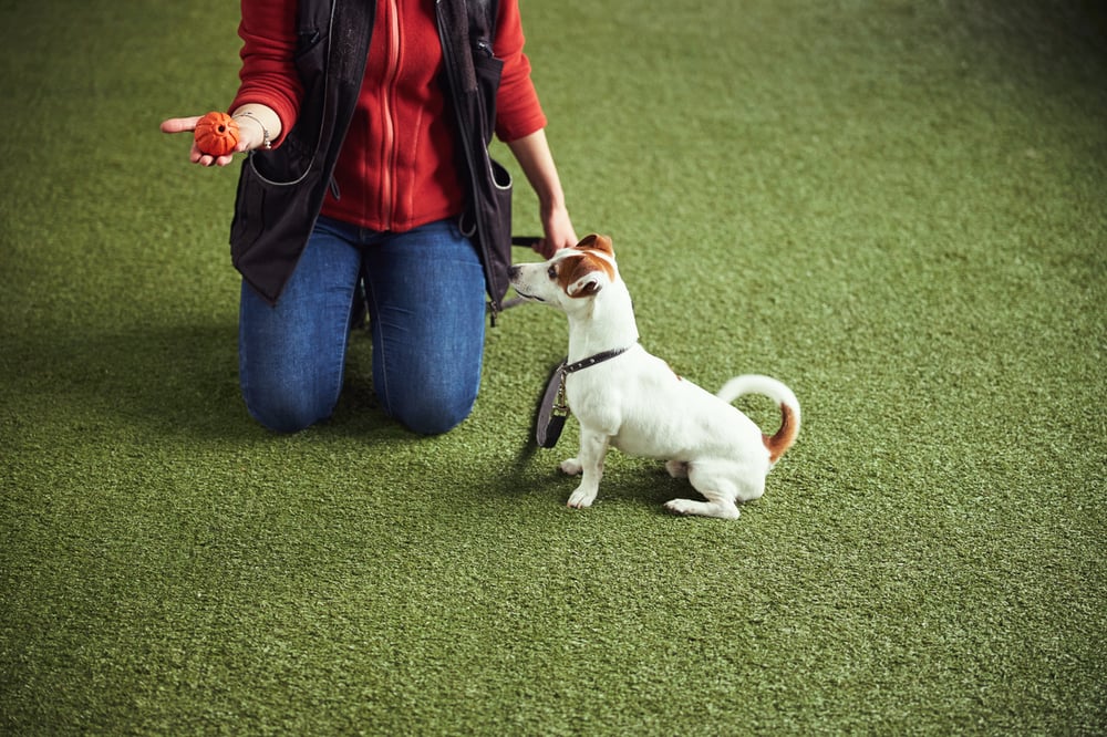 preparing to train puppies