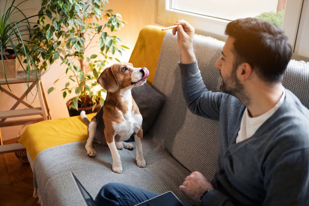 how to prep for a puppy