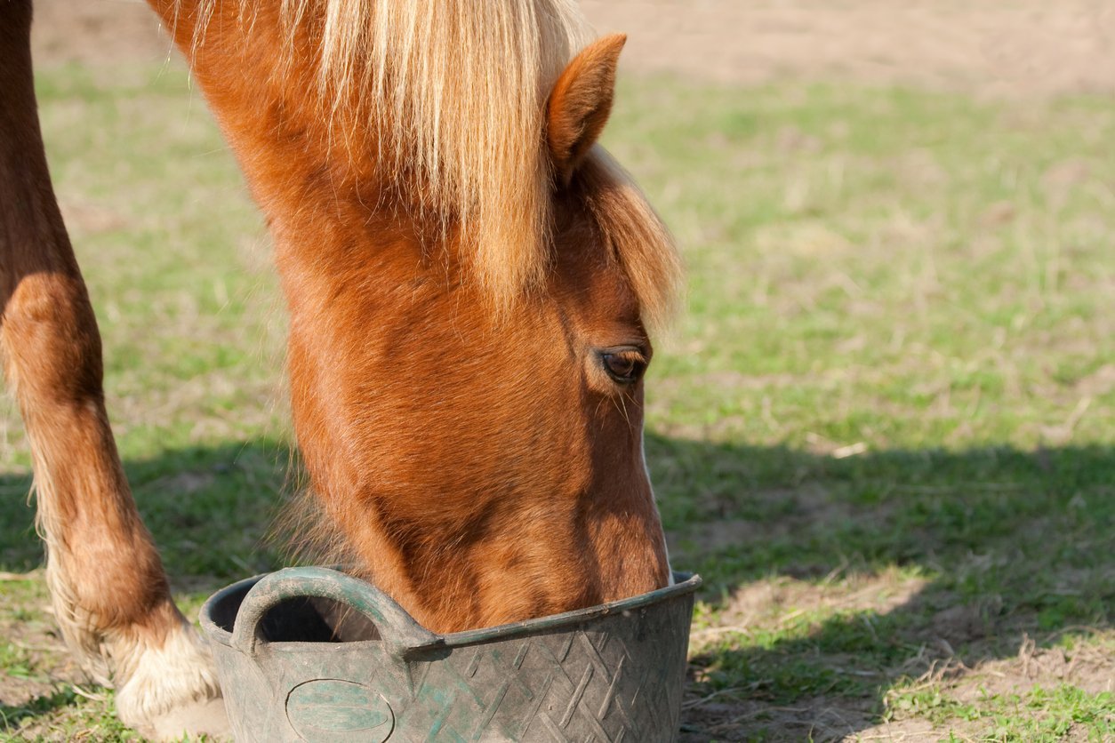 SI joint in horses prevention