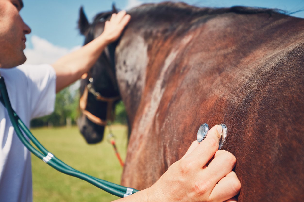 SI joint problems in horses