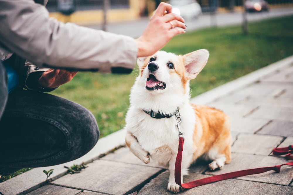 training a corgy