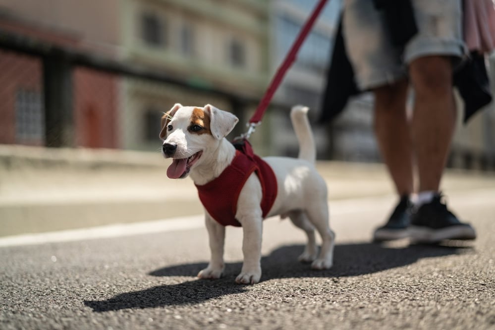 walking a good boy