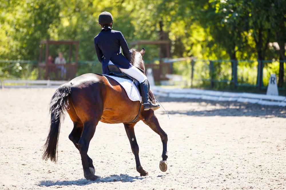 how much are hock injections for horses