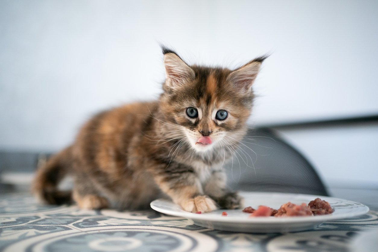 advantages of raw cat food