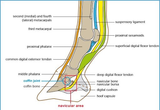 horse tendon anatomy