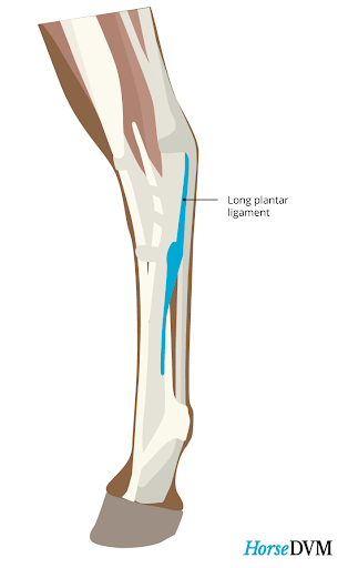 anatomy 10