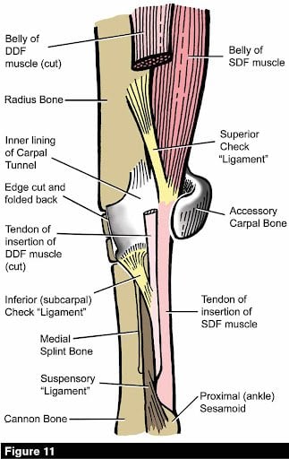 horse tendon anatomy