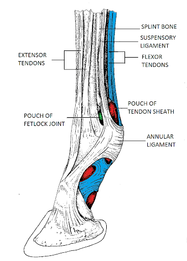 anatomy 6