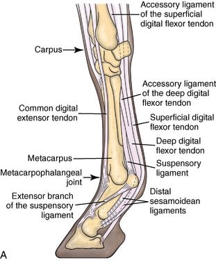 anatomy 9