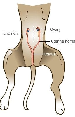 female dog anatomy