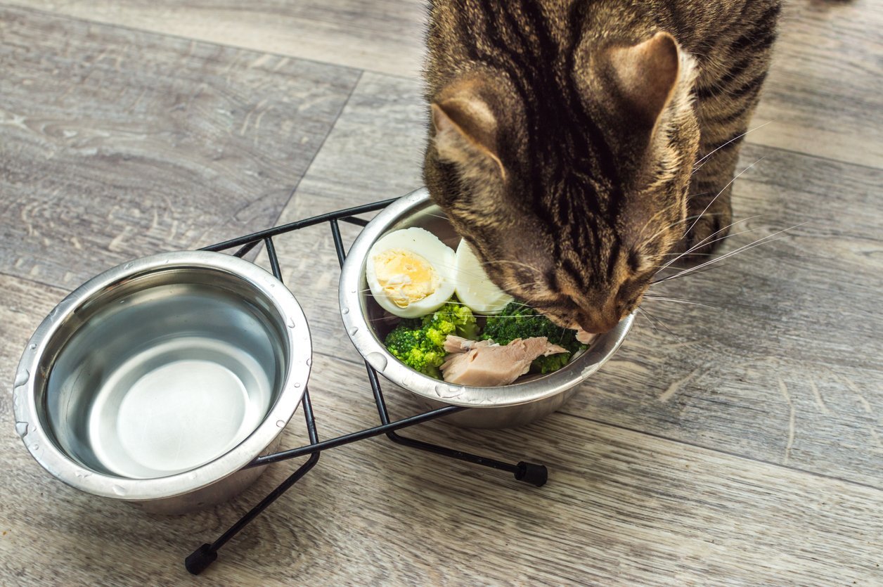 balanced nutrition in cats
