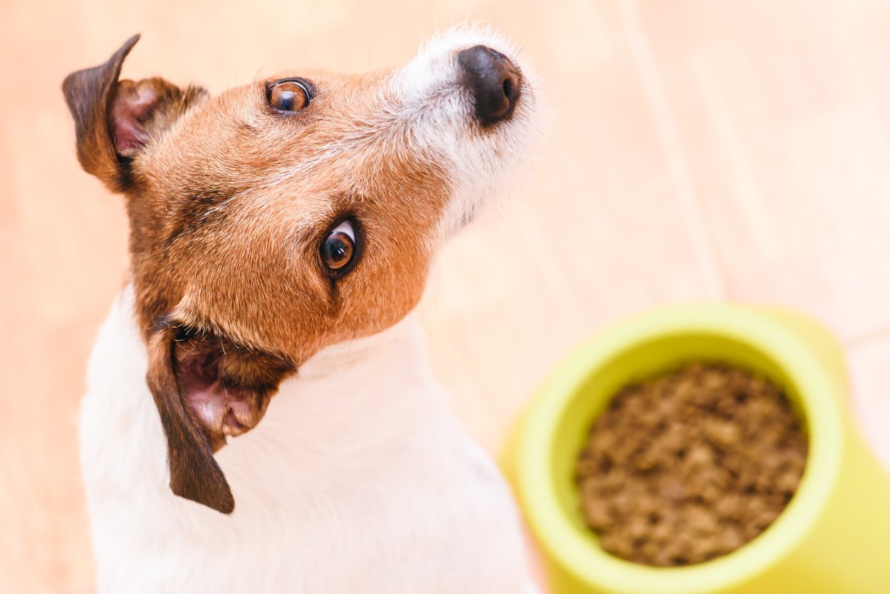 benefits of bland dog diet
