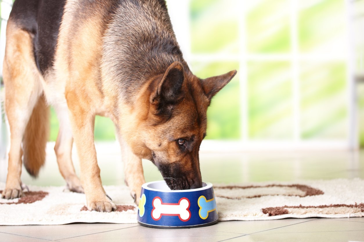 benefits of dog joint supplements