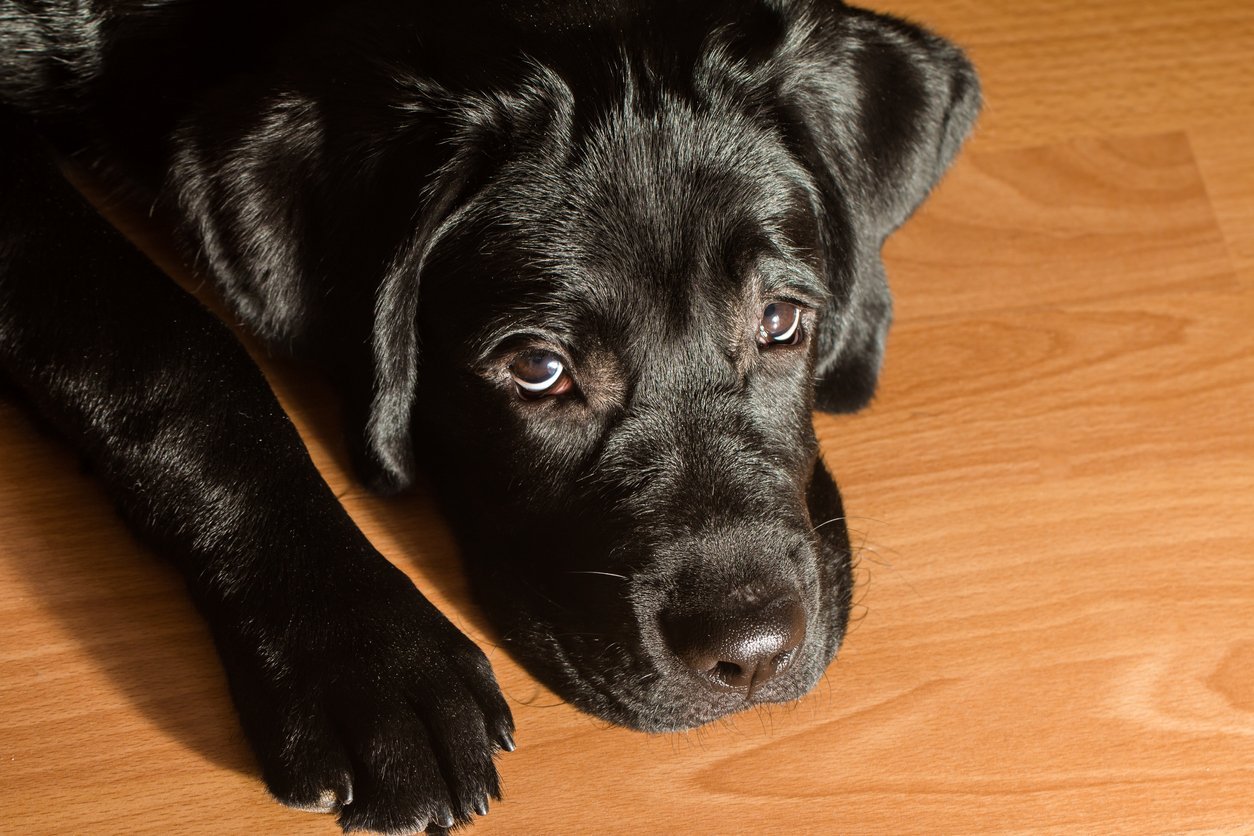 black lab puppy