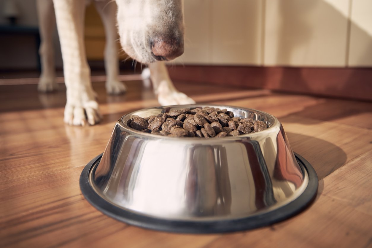 Dog food store good for joints