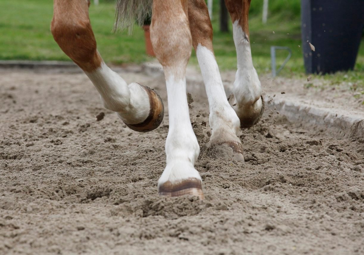 bowed tendon horse symptoms