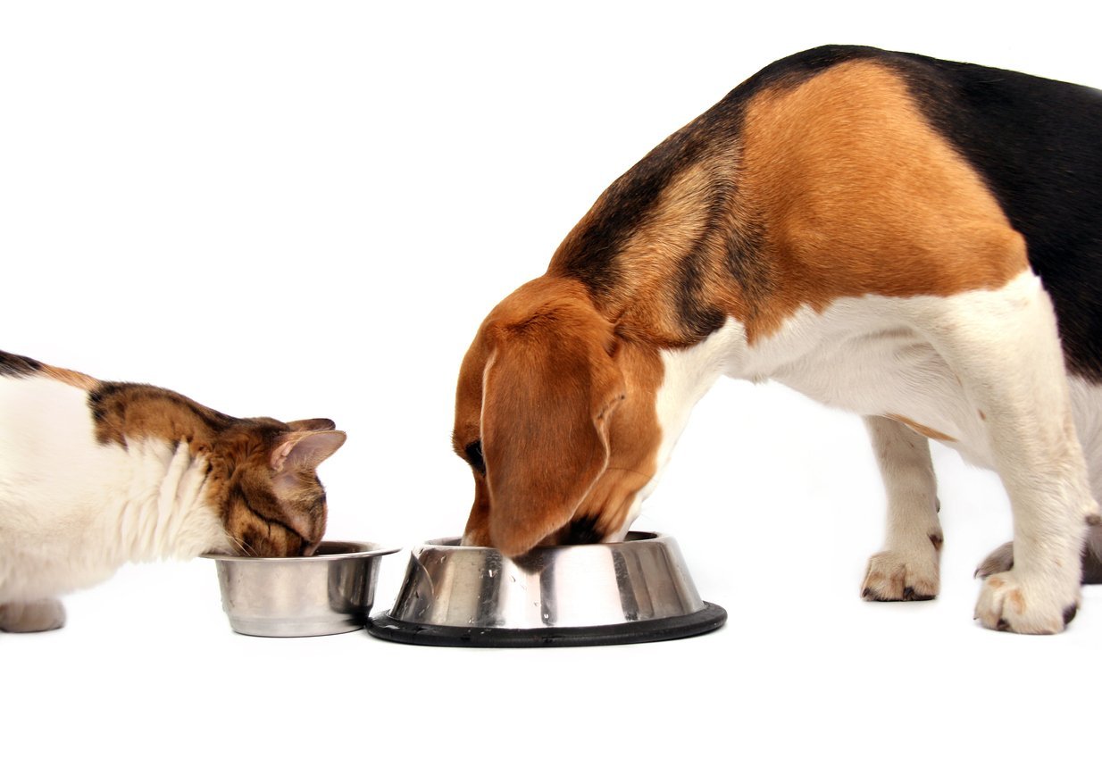 dog-and-cat-eating-new-dietary-supplements-in-pet-food