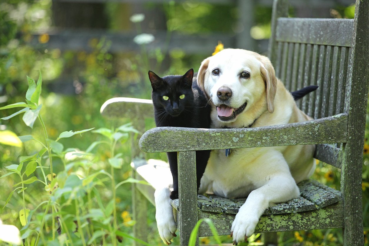 benefits of glucosamine for cats and dogs