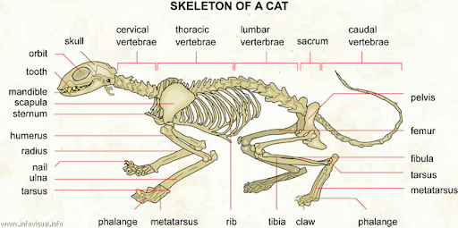 cat bone diagram