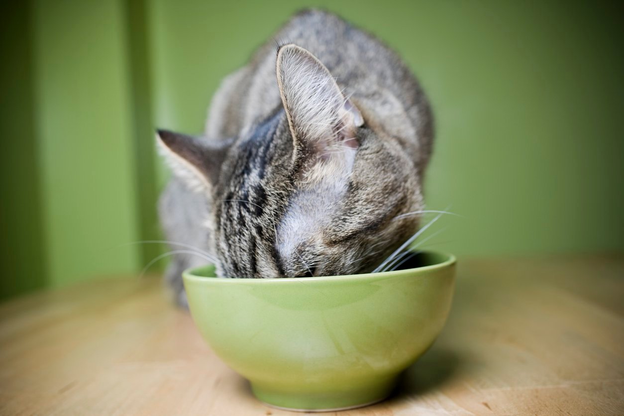cat eating joint supplements to maintain joint health