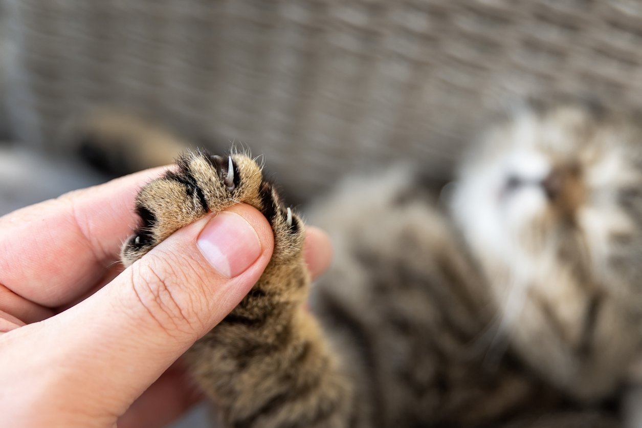 cat swollen paw