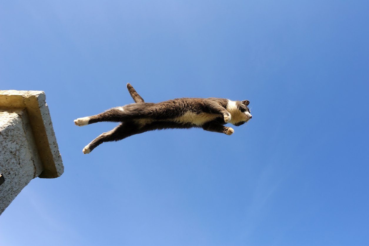 cat jumping from heights straining muscles