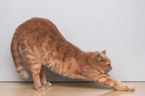 Cat Spine Injuries, Trauma, and Diseases