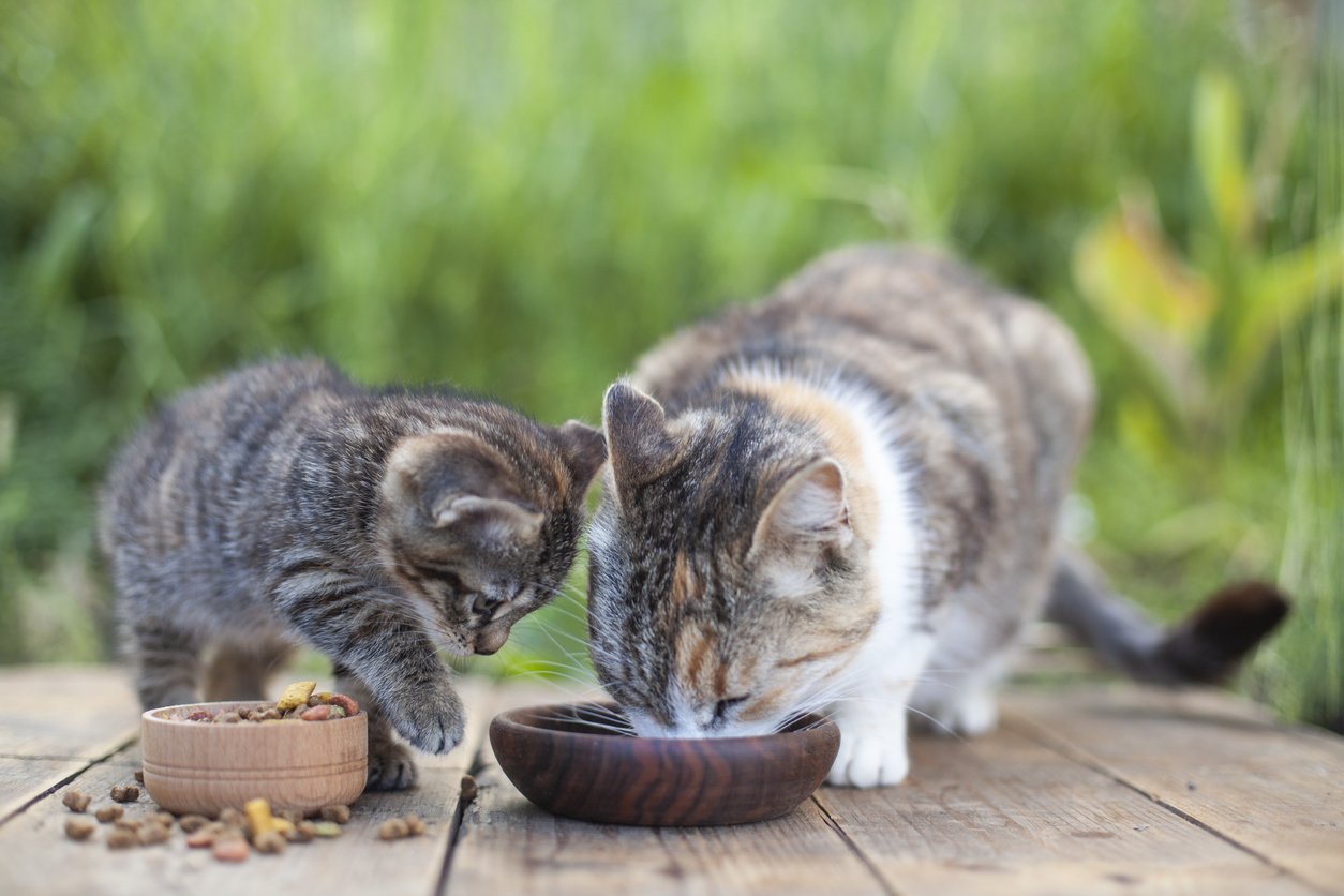 Adding fish oil to cat clearance food