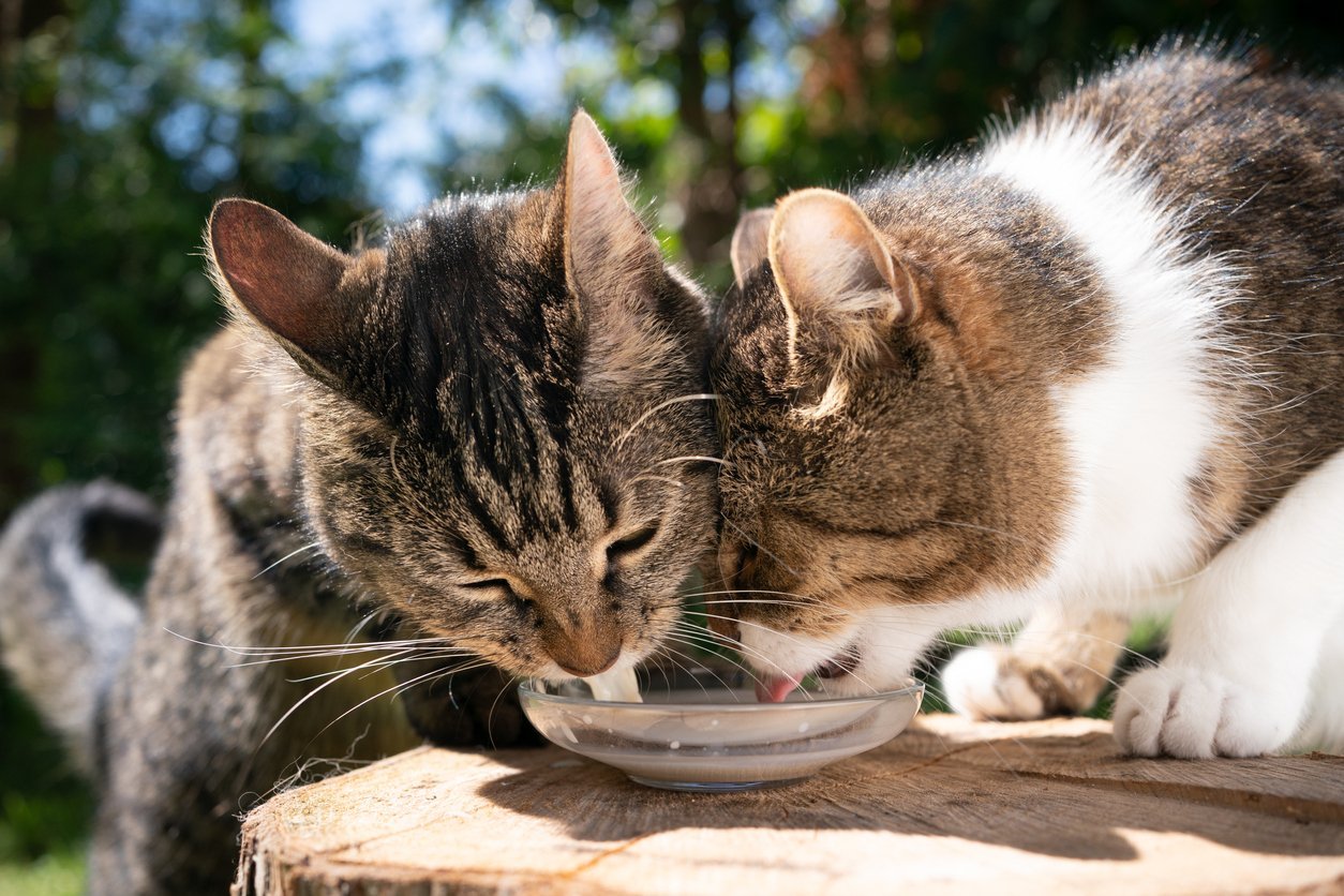 cat supplements