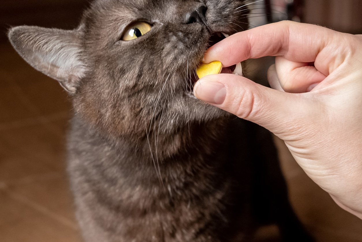 cat vitamins