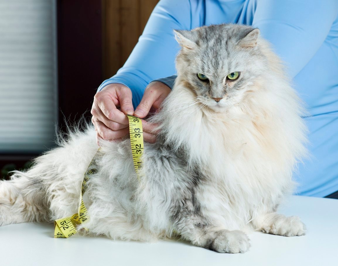 cat weight management