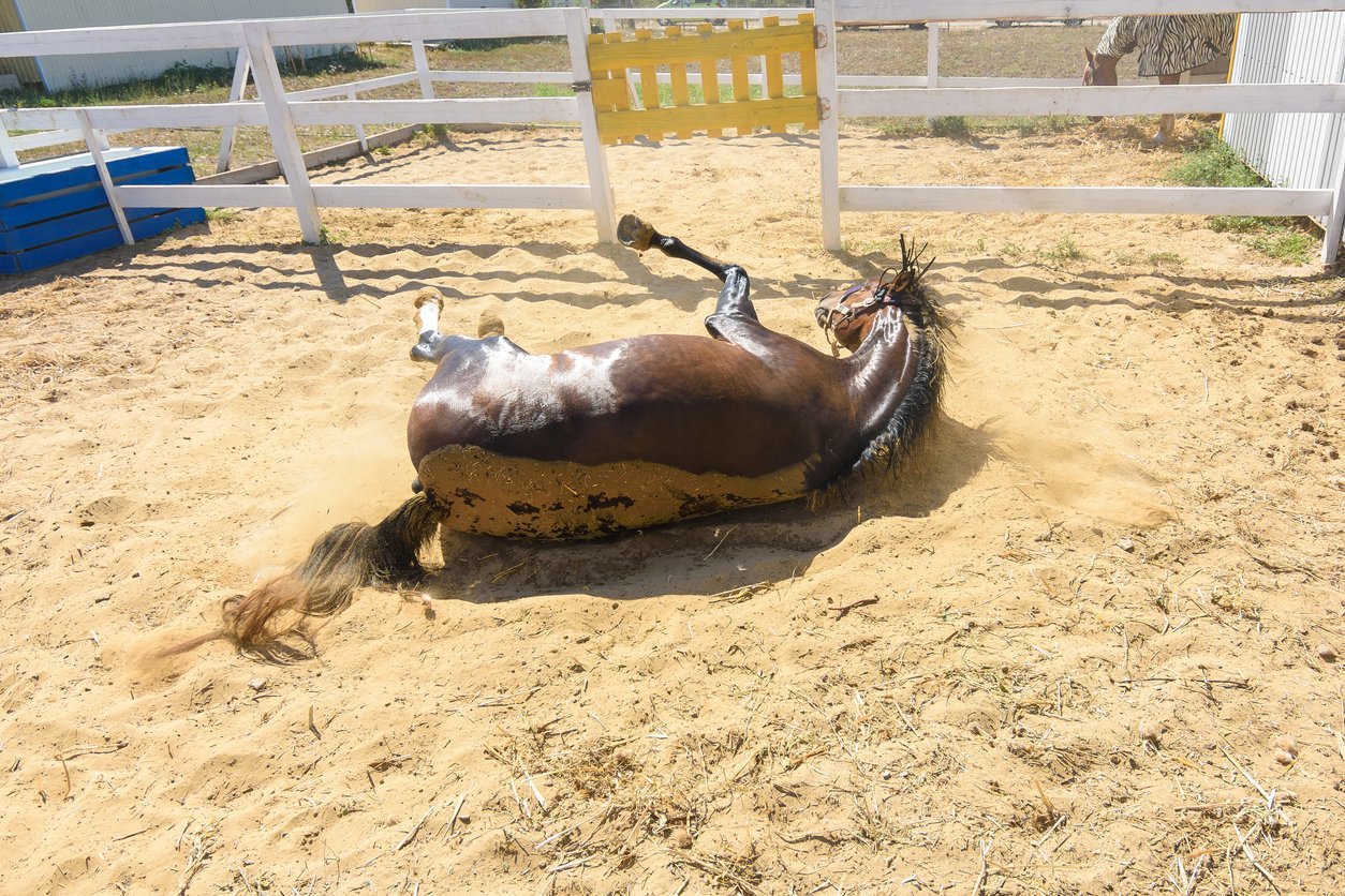causes of SI pain in horses