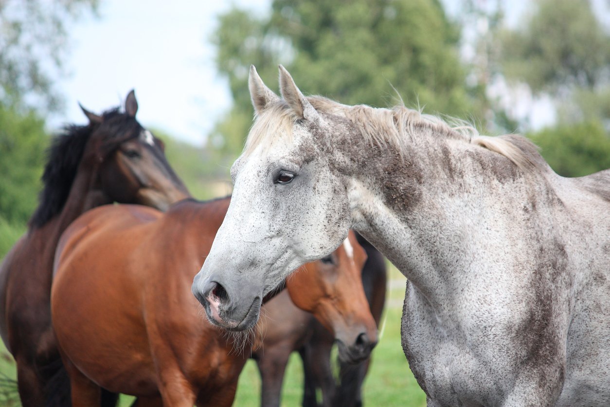 causes of kissing spines in horses