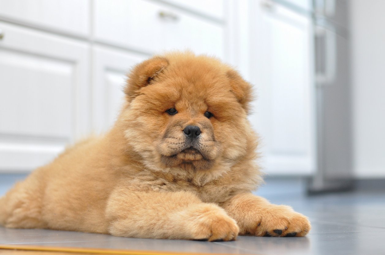 chow chow