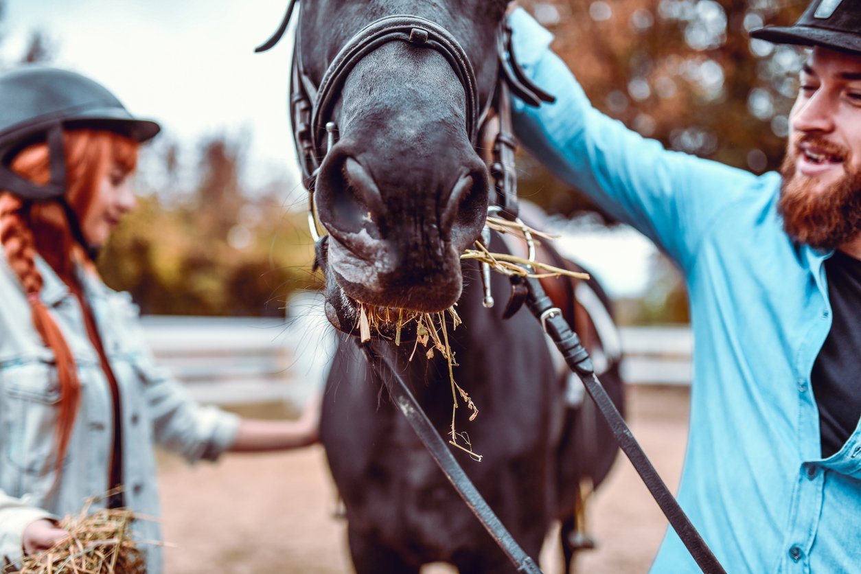 close-up-of-sport-horse-eating