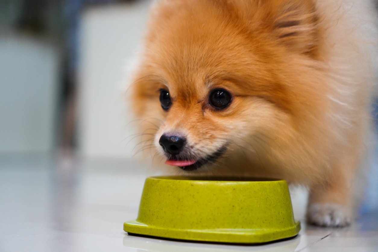 diet dog food for small dogs