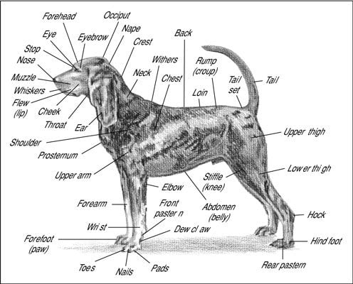 anatomy of a dog