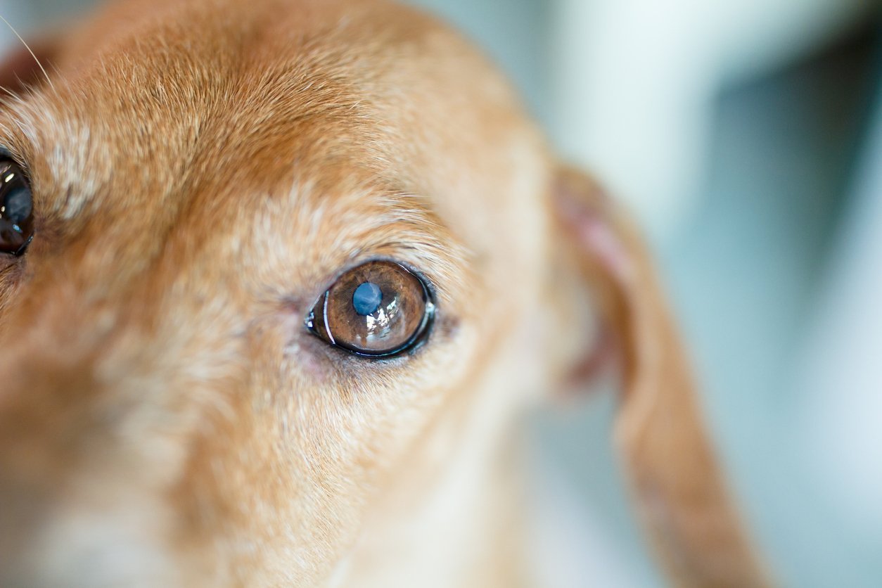 dog cataracts