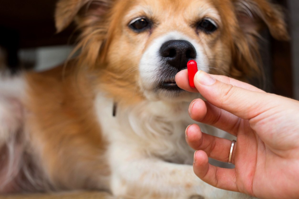 Can Dogs Take Human Glucosamine