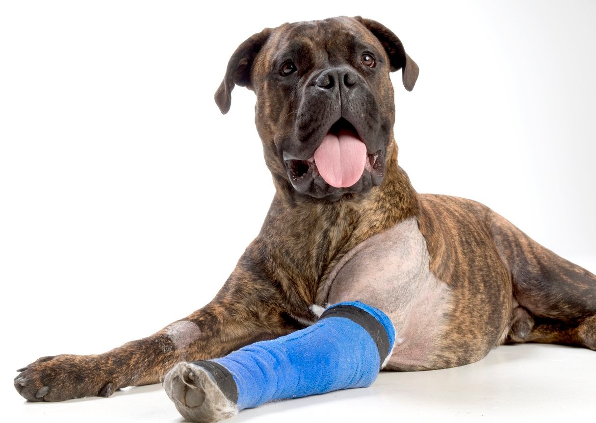 dog elbow dysplasia surgery