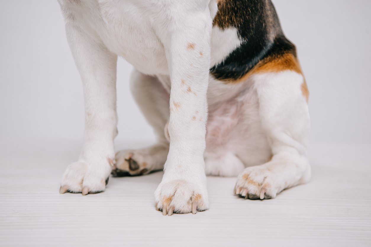close up of a beagle dog sitting