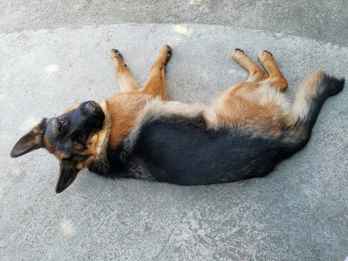 Dog Hind Legs Weakness Guide to Managing Dog Back Leg Weakness