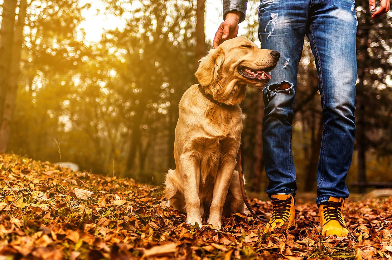 golden retriever on autumn day with owner