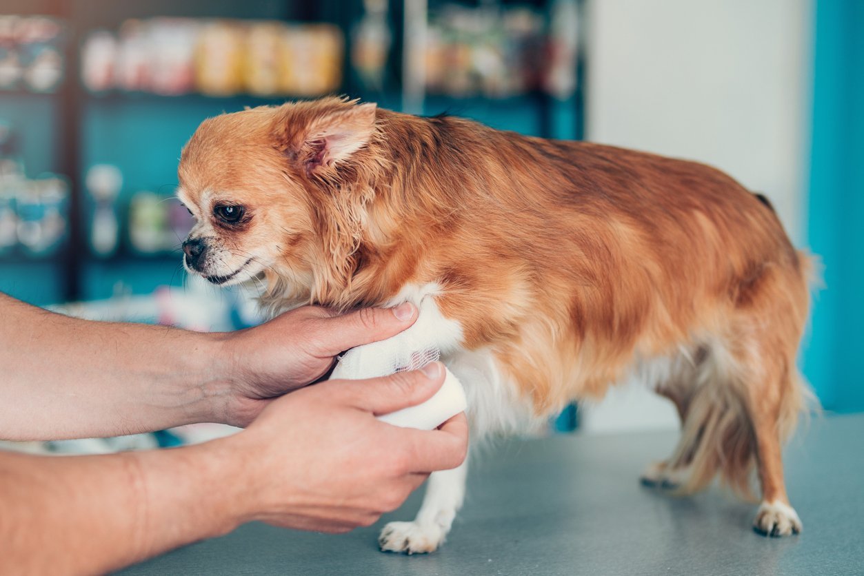 dog limping after rest