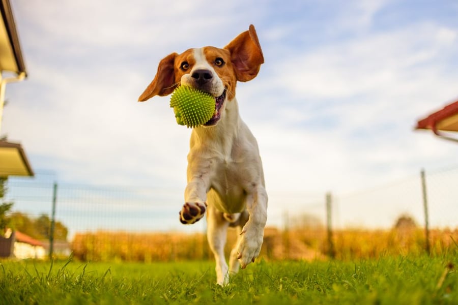 dog over exercise